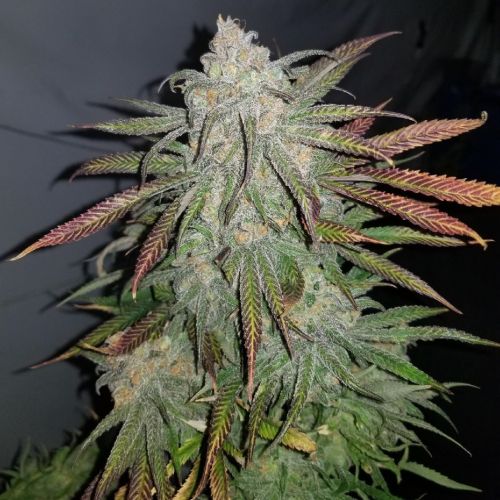 Gogi OG Clones